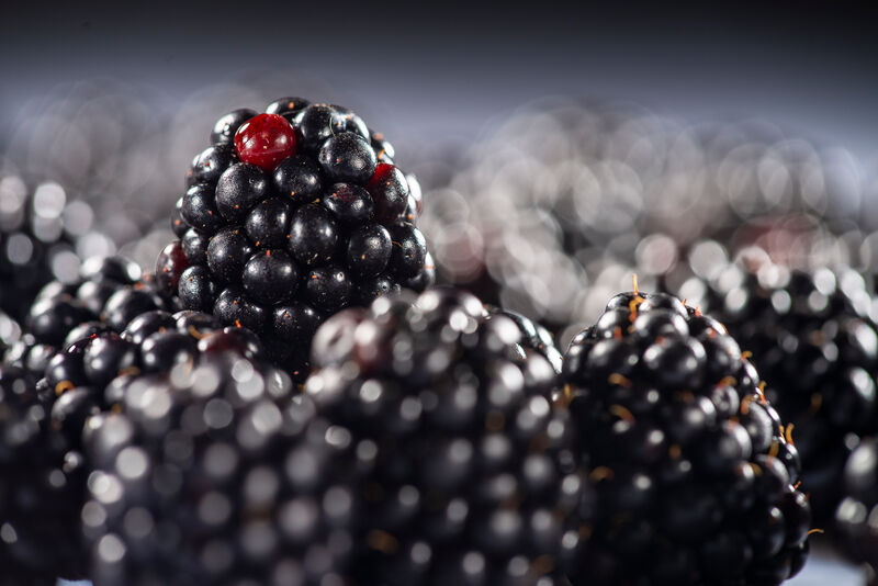 stehende Brombeere umgeben von mehreren Brombeeren