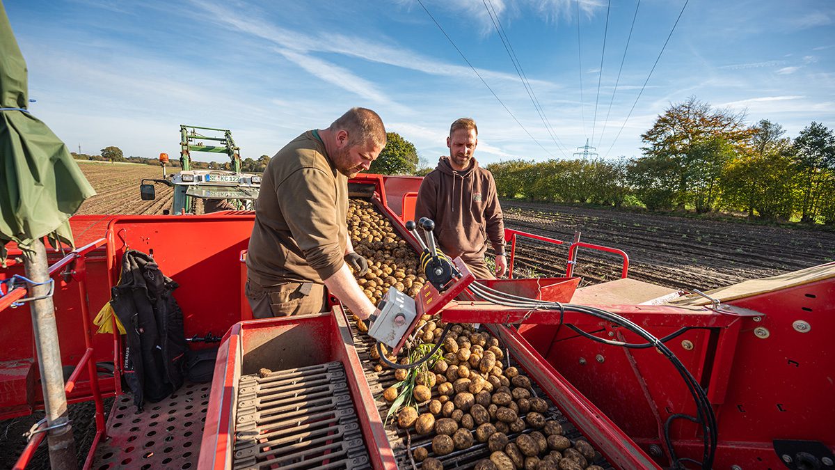 Zwei Männer bei der Kartoffelernte