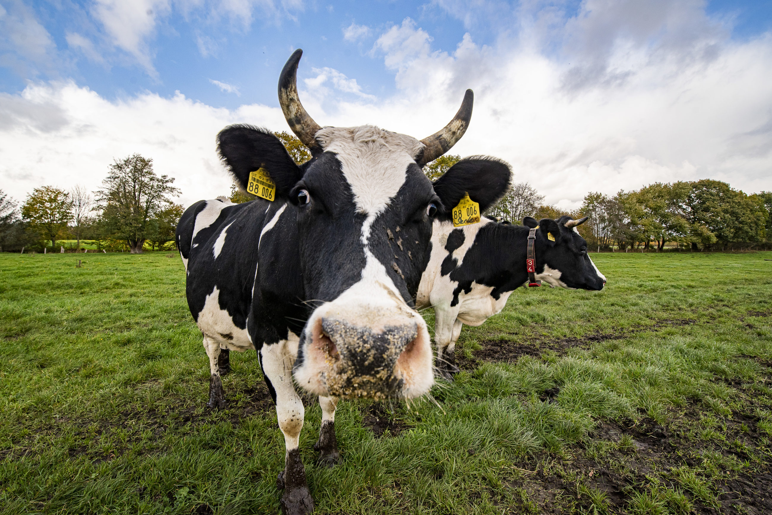 Kuh mit Hoernern schaut in die Kamera und steht auf der grünen Wiese