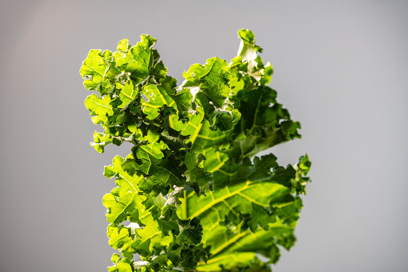 Endiviensalat