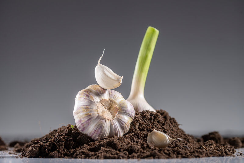 eine Zehe Knoblauch auf liegender Knoblauchknolle auf Erde