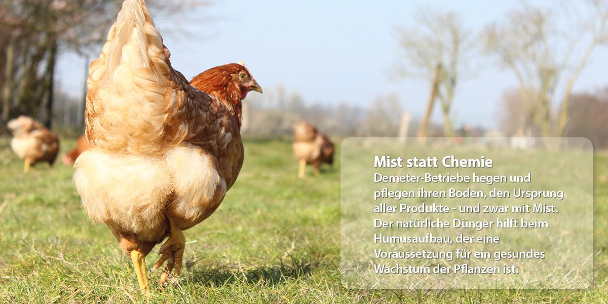 Huhn auf Wiese Text zu Mist statt Chemie