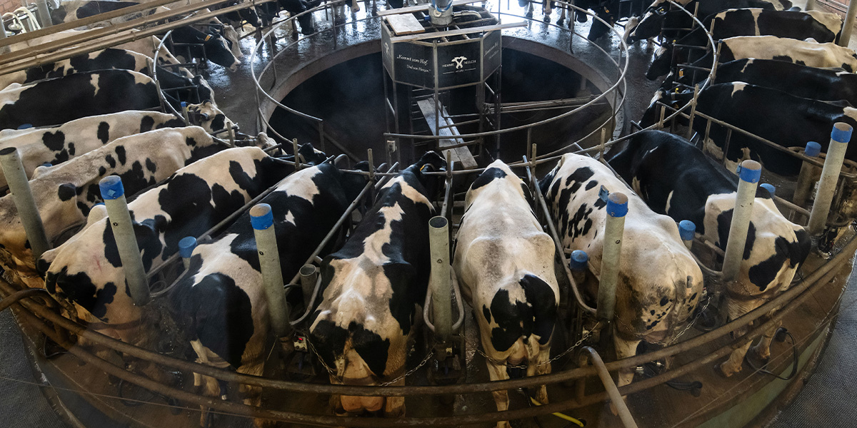 Kühe der Hemme Milch Produktion