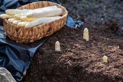 Weiße Spargelspitzen ragen aus dem Boden, daneben ein kleiner Korb mit frischem weißen Spargel.