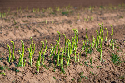 Grüner Spargel wächst auf einem Feld aus dem Boden