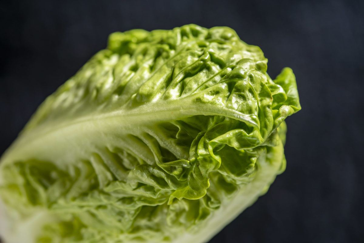 Mini-Römersalat Nahaufnahme Römersalat.