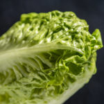 Nahaufnahme Römersalat.