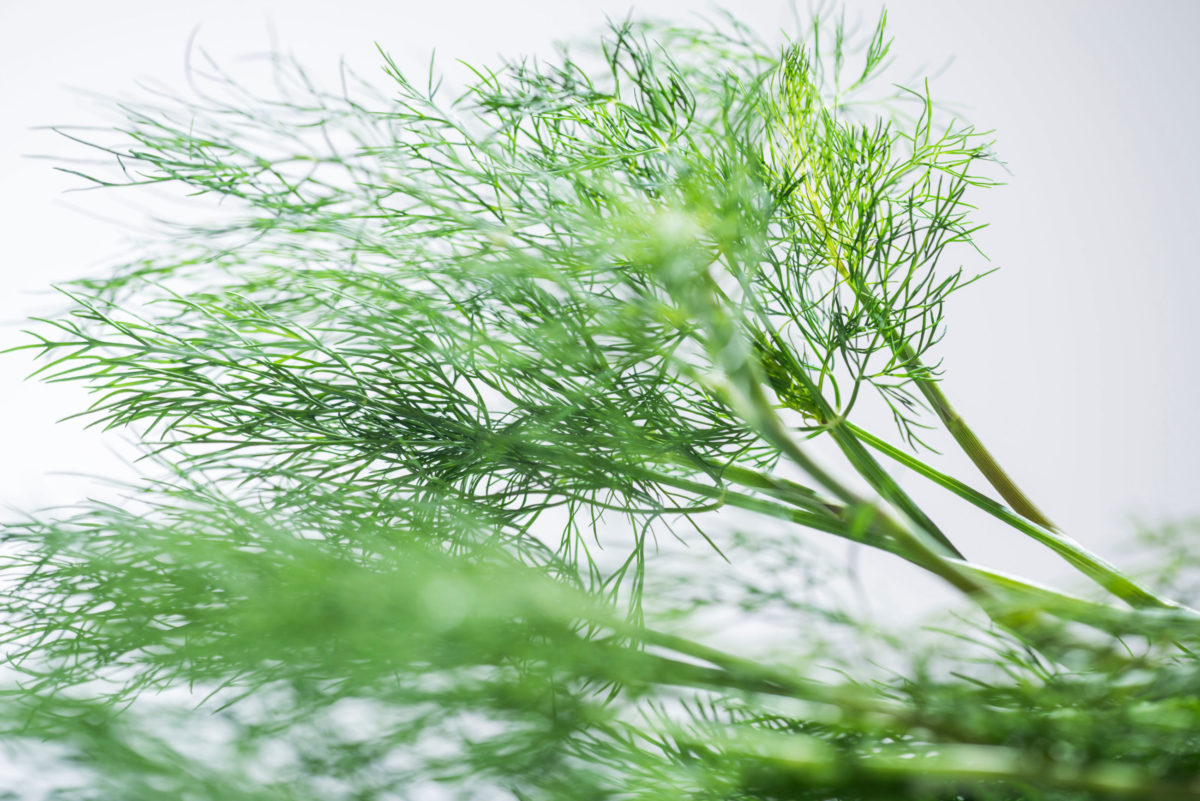 Dill