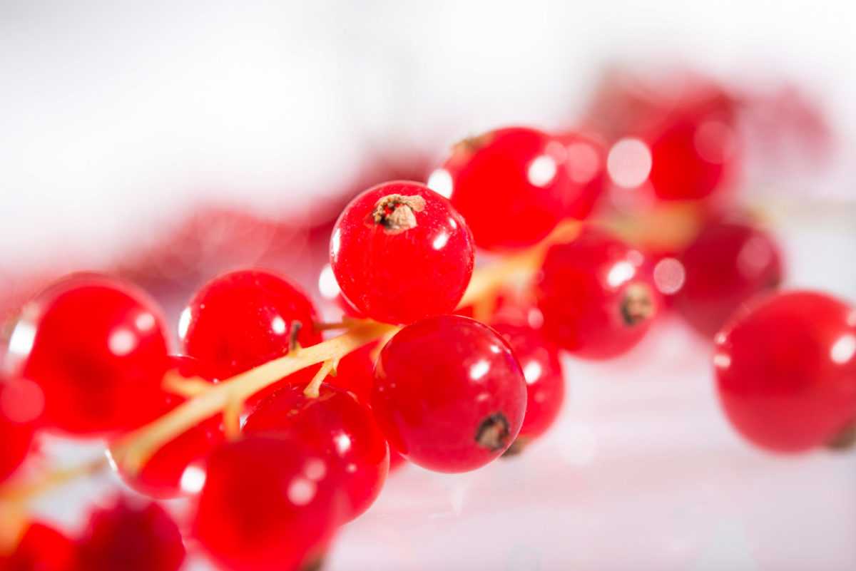 Rote Johannisbeere
