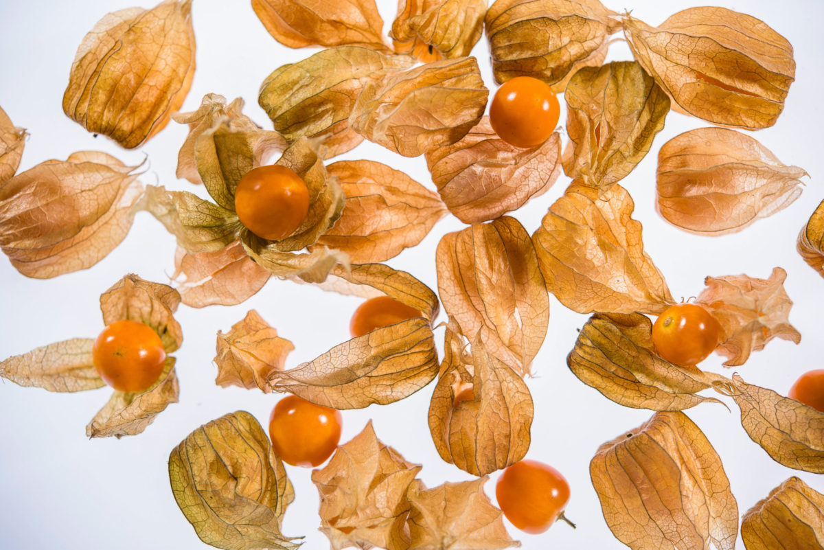 Physalis ganz.