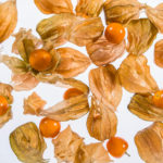 Physalis ganz.