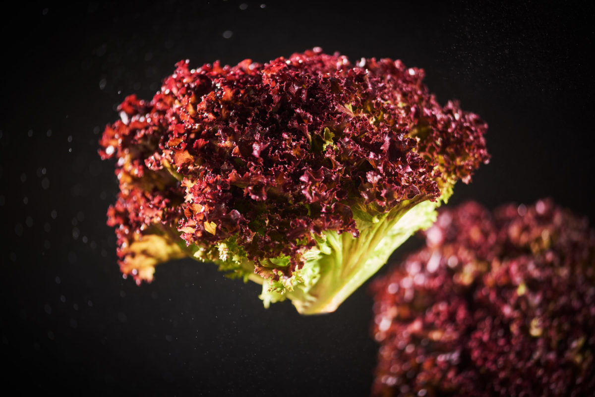 Lollo Rosso vor schwarzem Hintergrund.