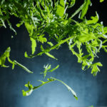 Rucola, der von oben ins Bild fällt.
