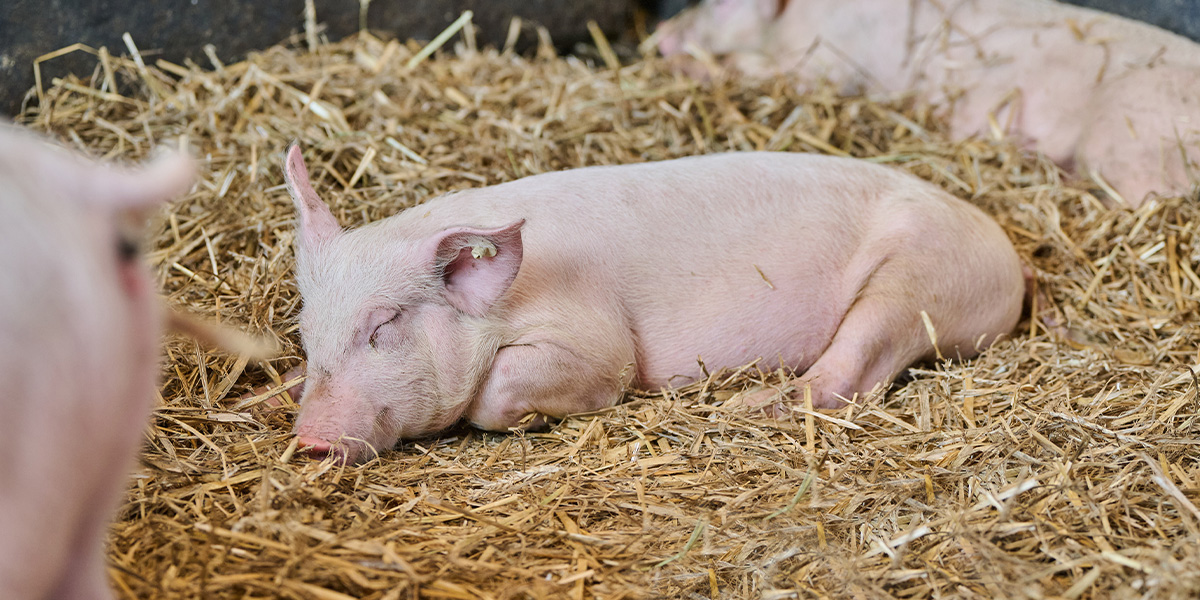 Strohschweine auf dem Hof Sye