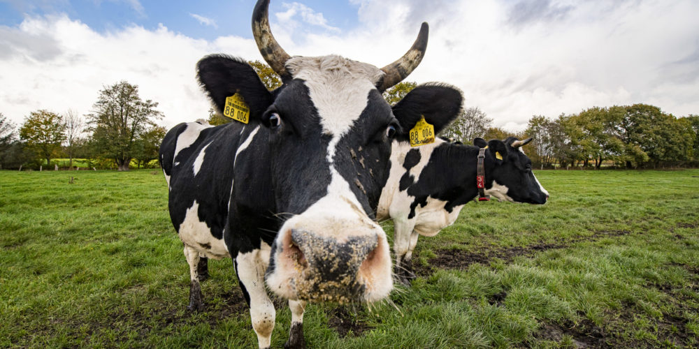 Kuh mit Hoernern schaut in die Kamera und steht auf der grünen Wiese